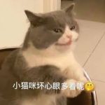 catdy-[猫狗小铺] - 您的优质资源小铺